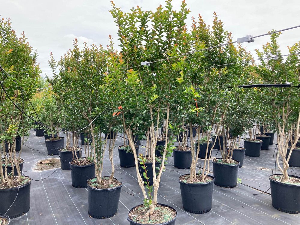lagerstroemia-indica-sioux-crape-myrtle