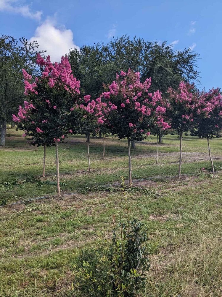 lagerstroemia-indica-sioux-crape-myrtle