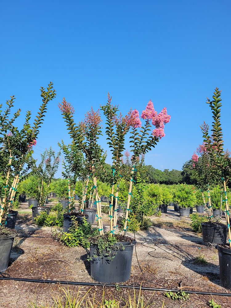 lagerstroemia-indica-sioux-crape-myrtle