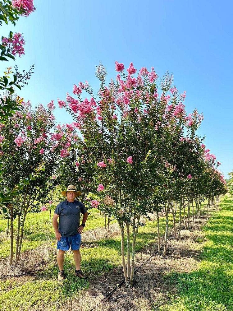 lagerstroemia-indica-sioux-crape-myrtle