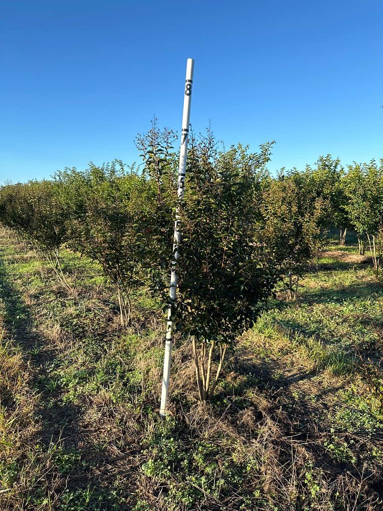 lagerstroemia-indica-sioux-crape-myrtle