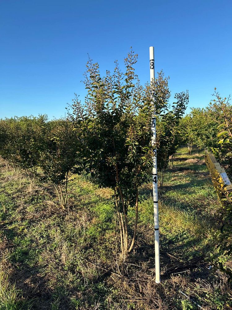 lagerstroemia-indica-sioux-crape-myrtle