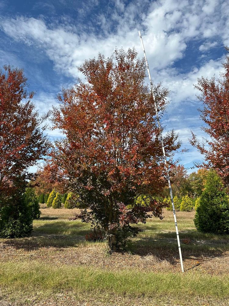 lagerstroemia-indica-sioux-crape-myrtle