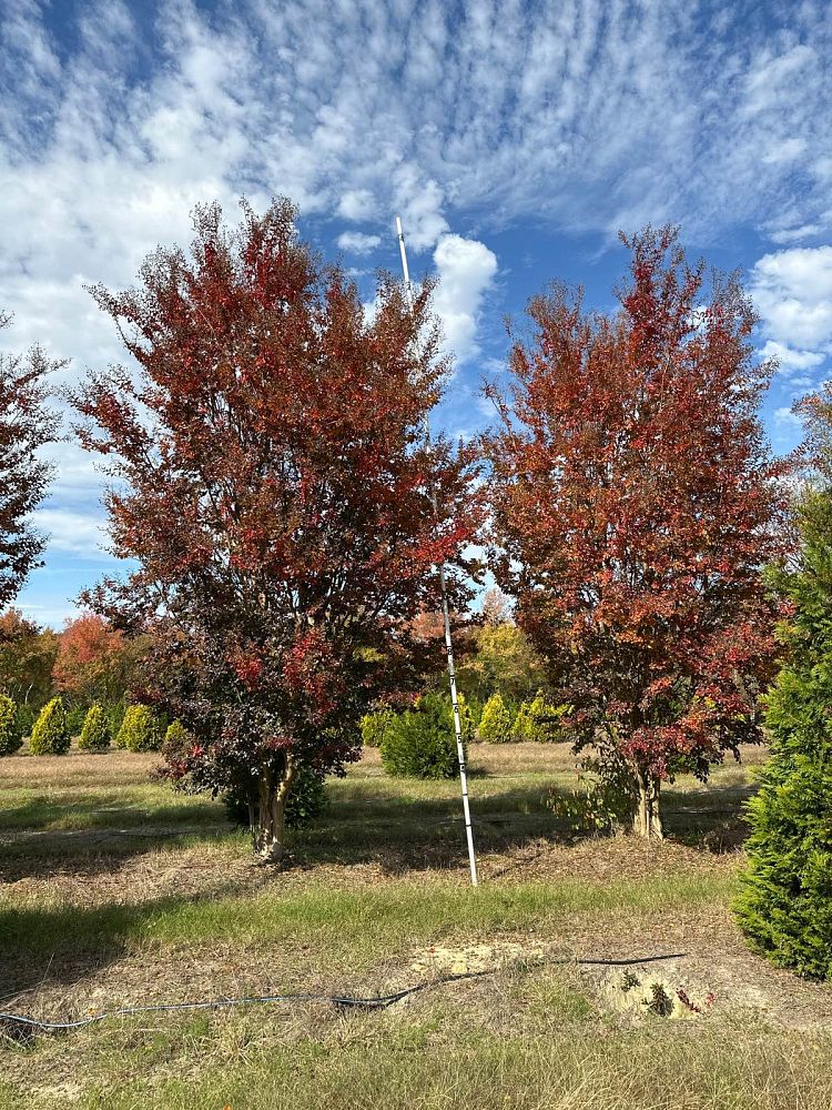 lagerstroemia-indica-sioux-crape-myrtle