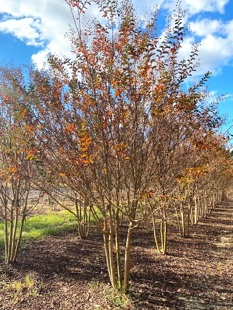 lagerstroemia-indica-sioux-crape-myrtle