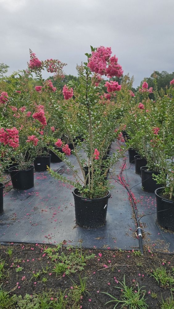 lagerstroemia-indica-sioux-crape-myrtle