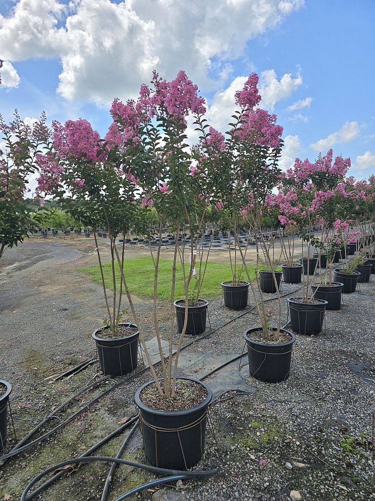 lagerstroemia-indica-sioux-crape-myrtle