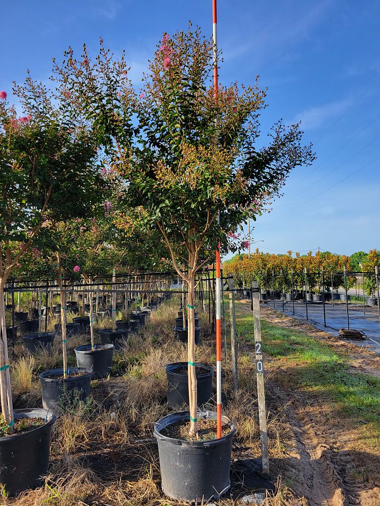 lagerstroemia-indica-sioux-crape-myrtle