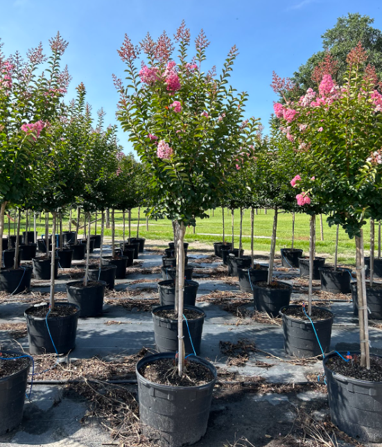 lagerstroemia-indica-sioux-crape-myrtle