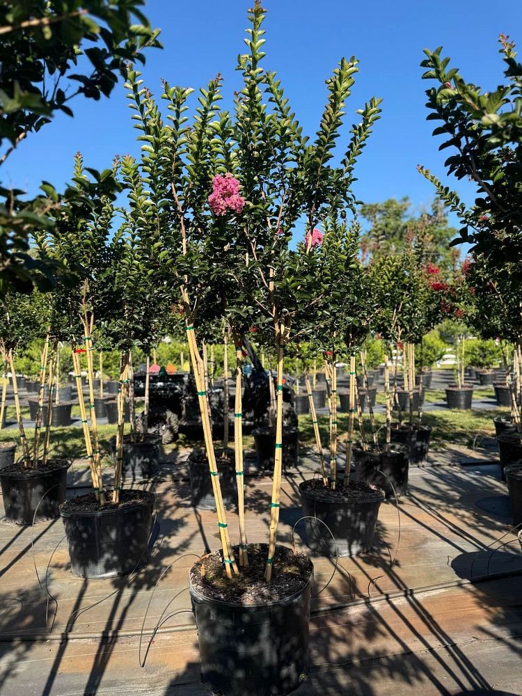 lagerstroemia-indica-sioux-crape-myrtle
