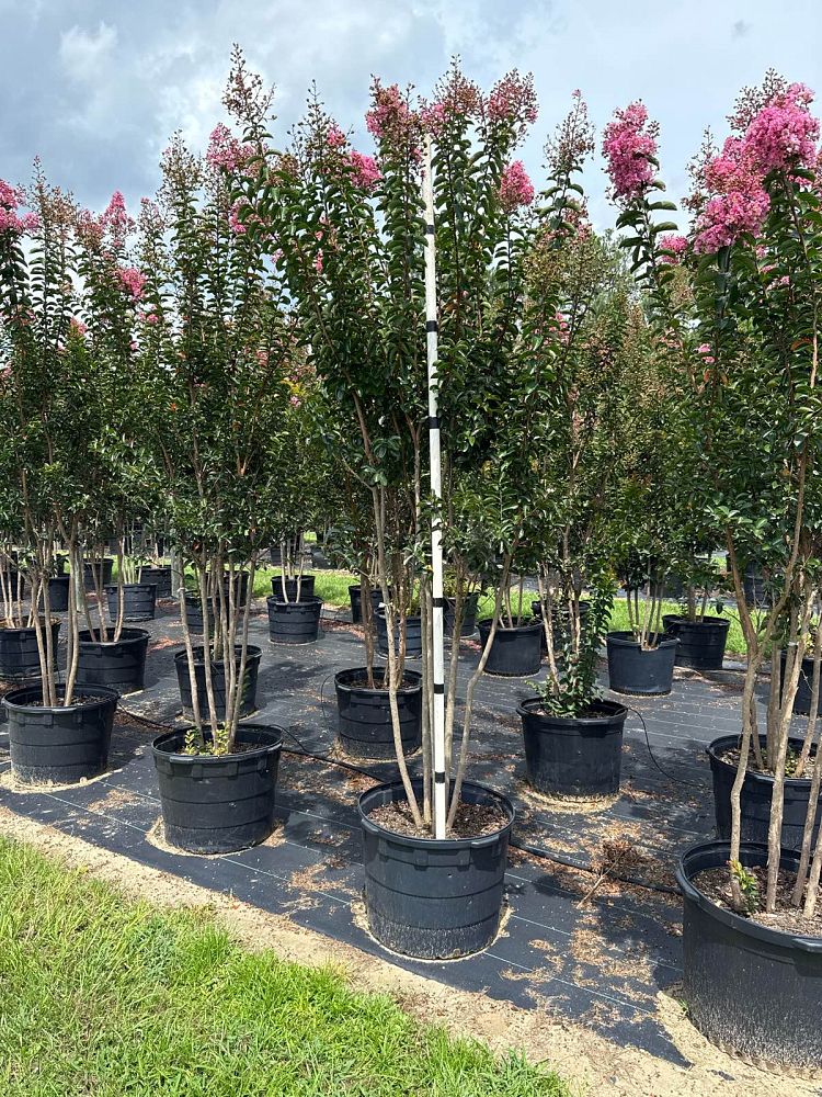 lagerstroemia-indica-sioux-crape-myrtle