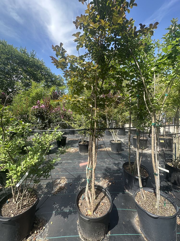lagerstroemia-indica-sioux-crape-myrtle