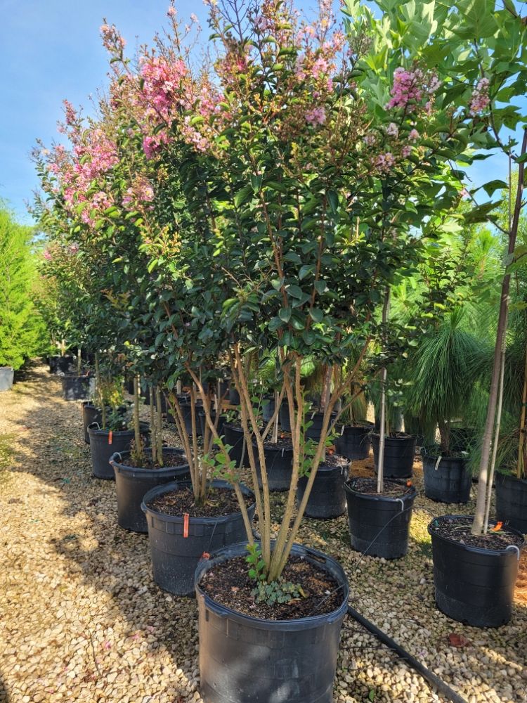 lagerstroemia-indica-sioux-crape-myrtle