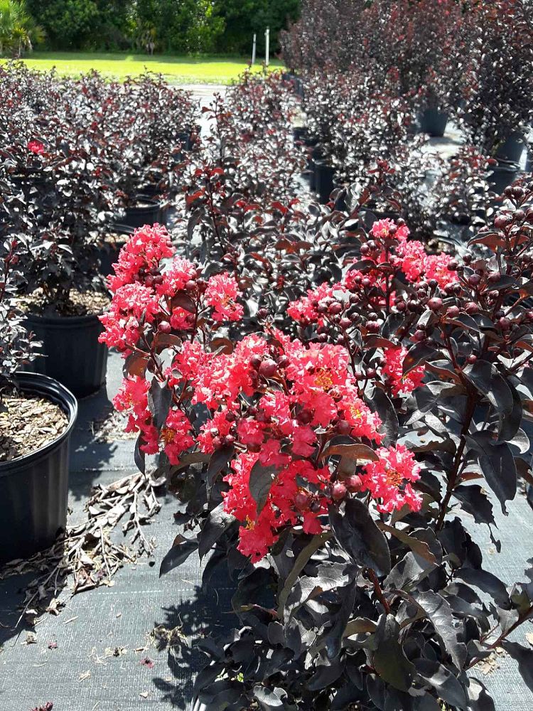 lagerstroemia-indica-smnlicbf-center-stage-reg-red-crapemyrtle