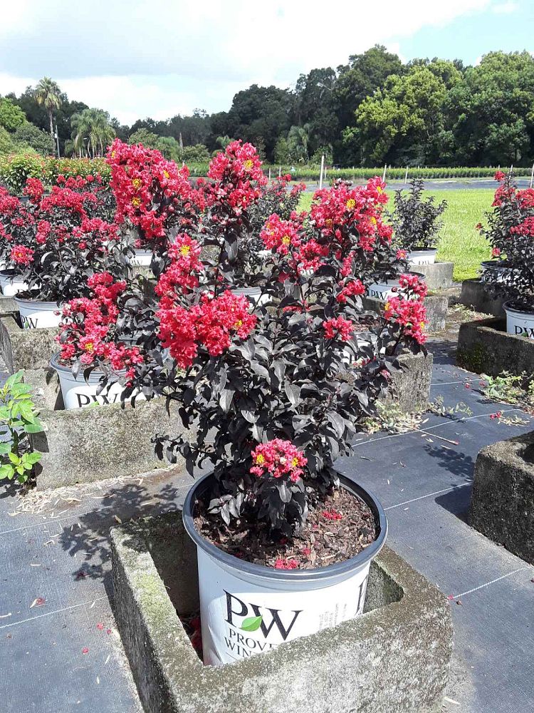 lagerstroemia-indica-smnlicbf-center-stage-reg-red-crapemyrtle