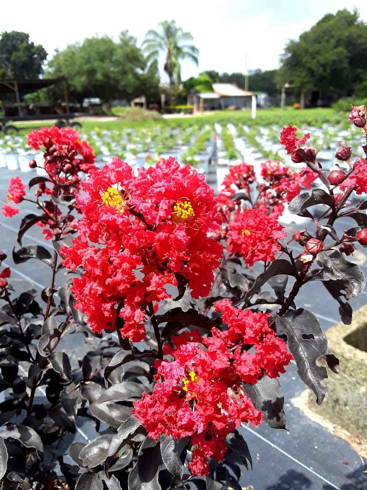 lagerstroemia-indica-smnlicbf-center-stage-reg-red-crapemyrtle