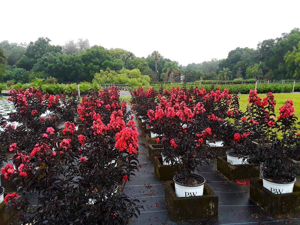 lagerstroemia-indica-smnlicbf-center-stage-reg-red-crapemyrtle