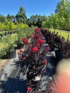 lagerstroemia-indica-smnlicbf-center-stage-reg-red-crapemyrtle