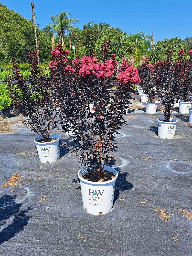 lagerstroemia-indica-smnlig-center-stage-reg-pink-crapemyrtle