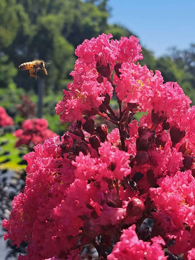 lagerstroemia-indica-smnlig-center-stage-reg-pink-crapemyrtle