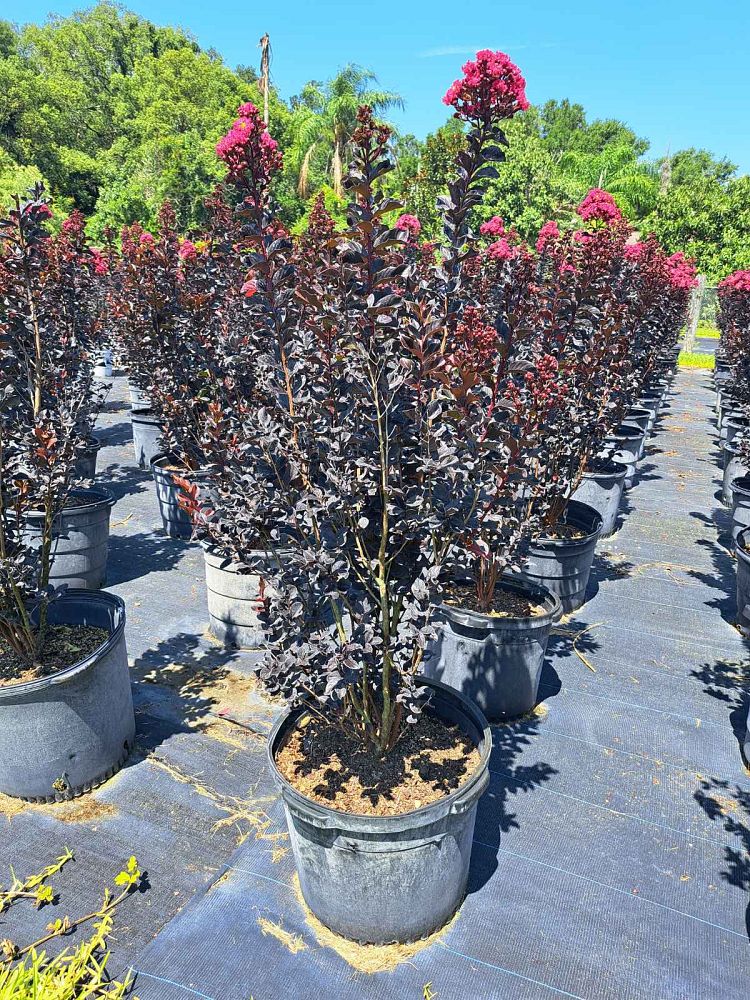 lagerstroemia-indica-smnlig-center-stage-reg-pink-crapemyrtle