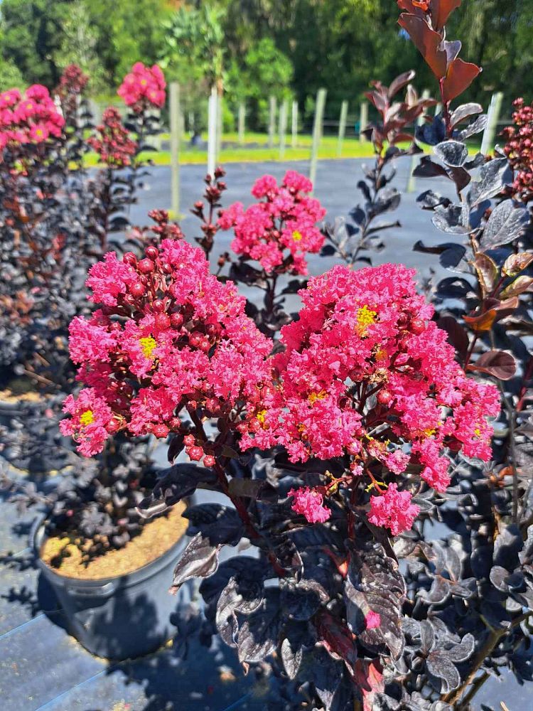 lagerstroemia-indica-smnlig-center-stage-reg-pink-crapemyrtle