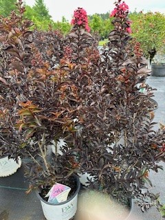 lagerstroemia-indica-smnlij-center-stage-reg-coral-crapemyrtle