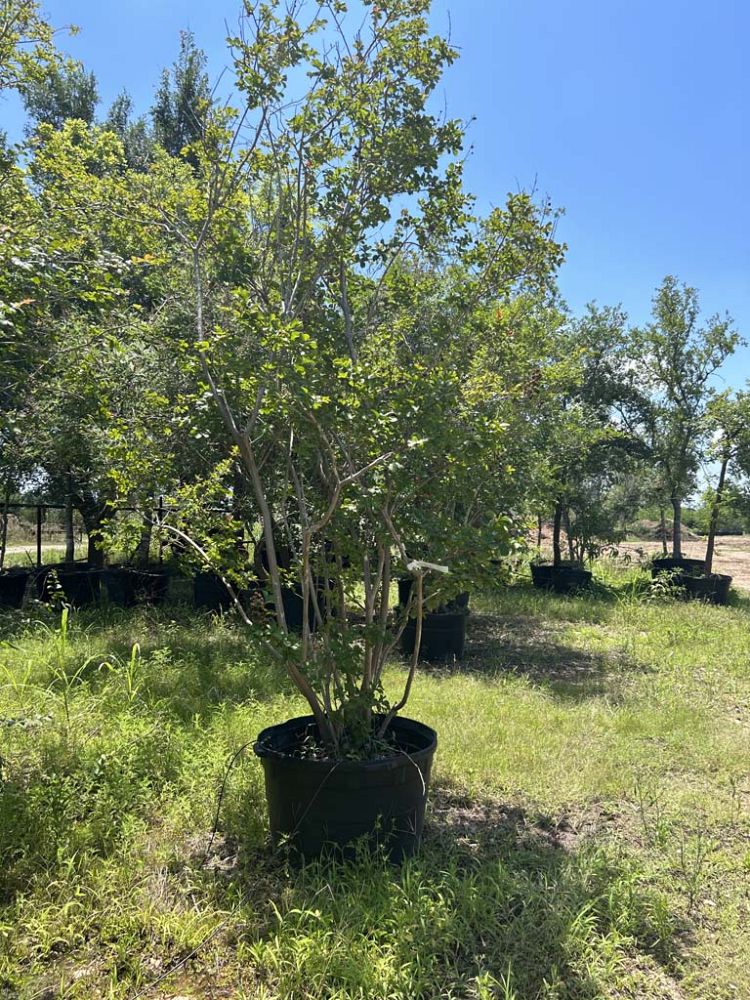 lagerstroemia-indica-special-red-crape-myrtle