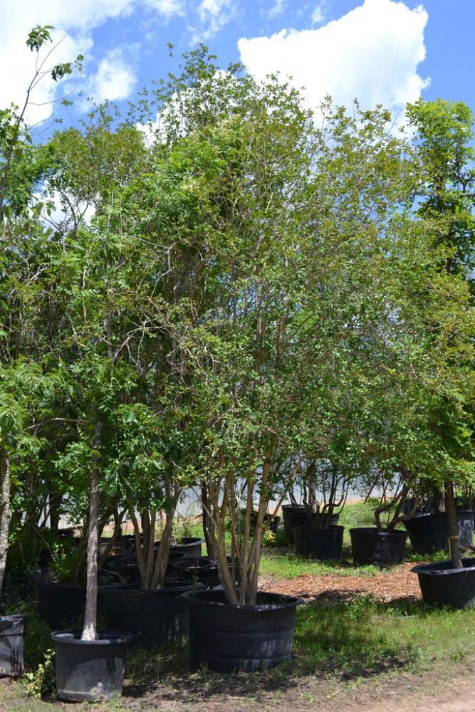 lagerstroemia-indica-special-red-crape-myrtle