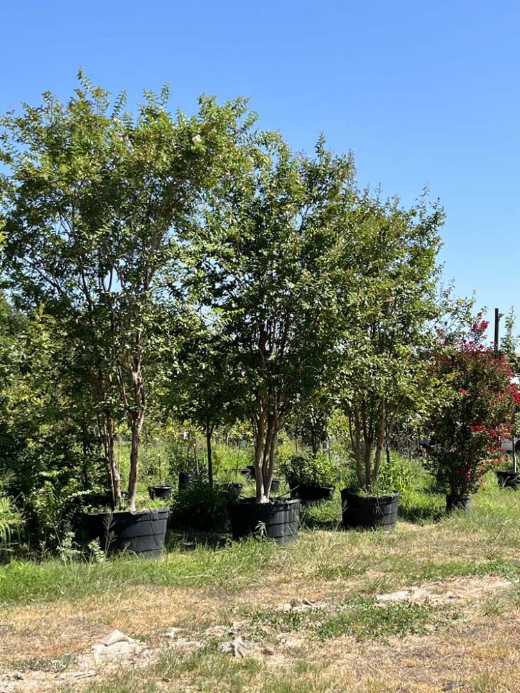 lagerstroemia-indica-special-red-crape-myrtle
