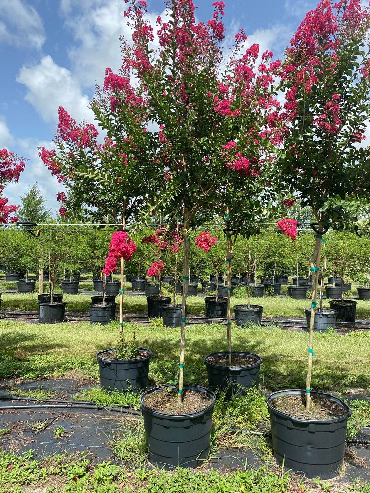 Lancaster Trees & Shrubs