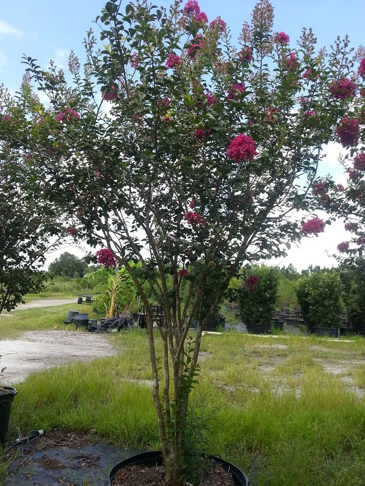lagerstroemia-indica-tonto-crape-myrtle