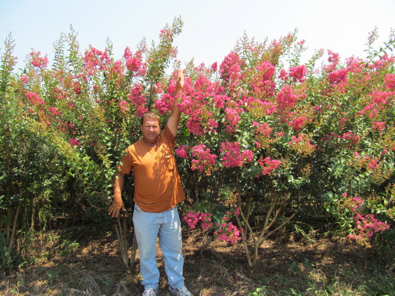 lagerstroemia-indica-tonto-crape-myrtle