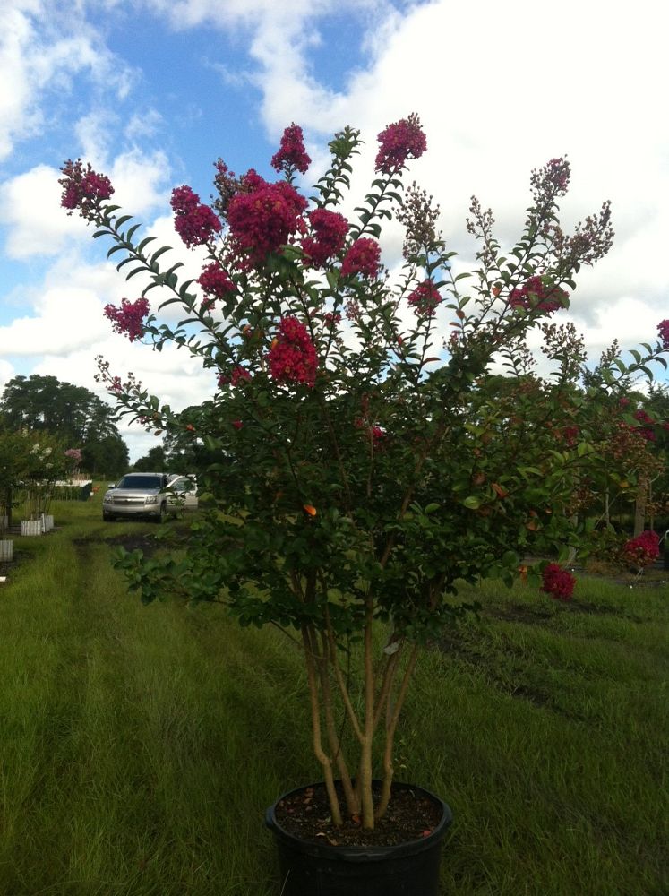 lagerstroemia-indica-tonto-crape-myrtle