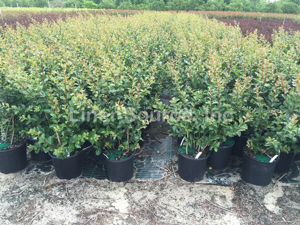 lagerstroemia-indica-tonto-crape-myrtle