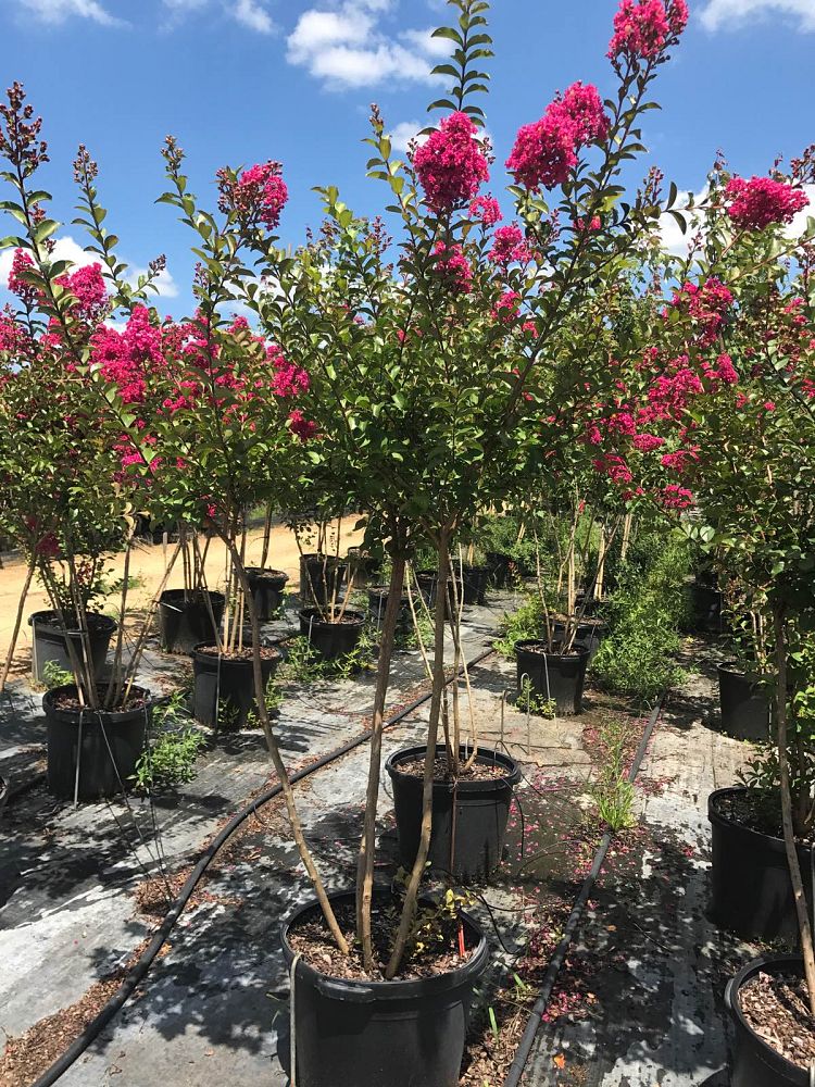 lagerstroemia-indica-tonto-crape-myrtle