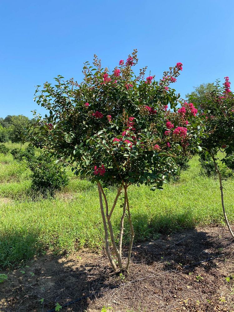 lagerstroemia-indica-tonto-crape-myrtle