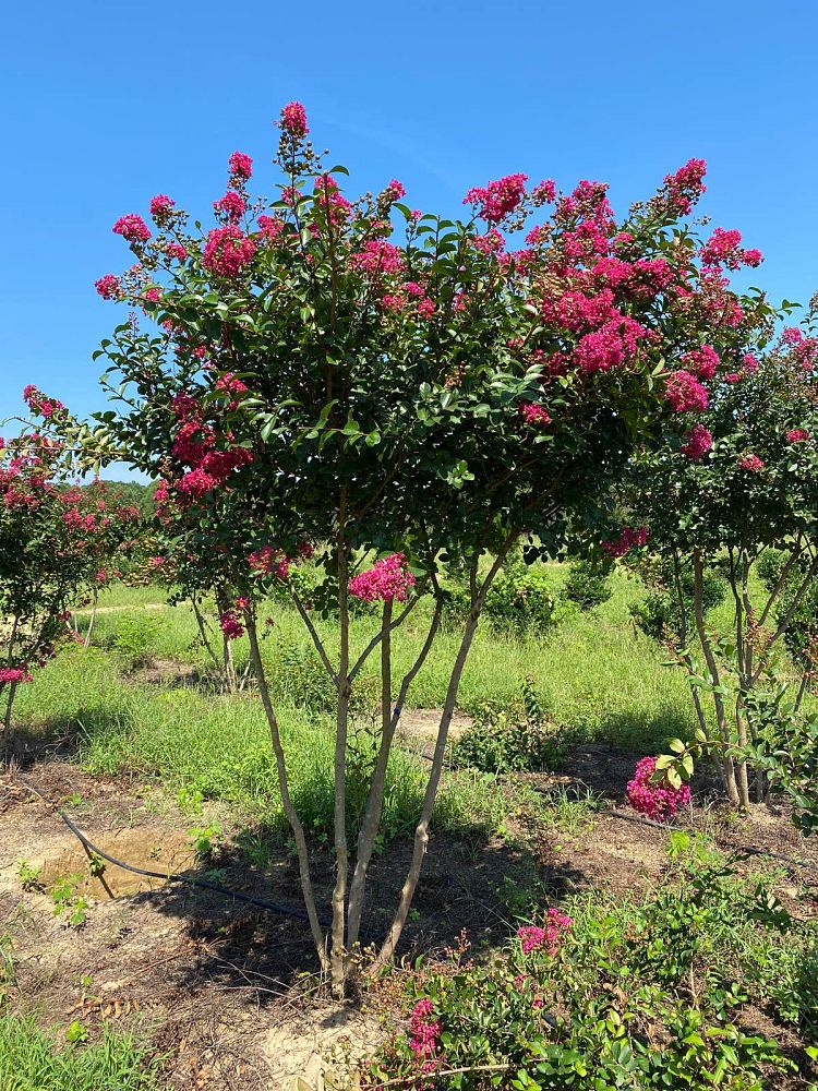 lagerstroemia-indica-tonto-crape-myrtle