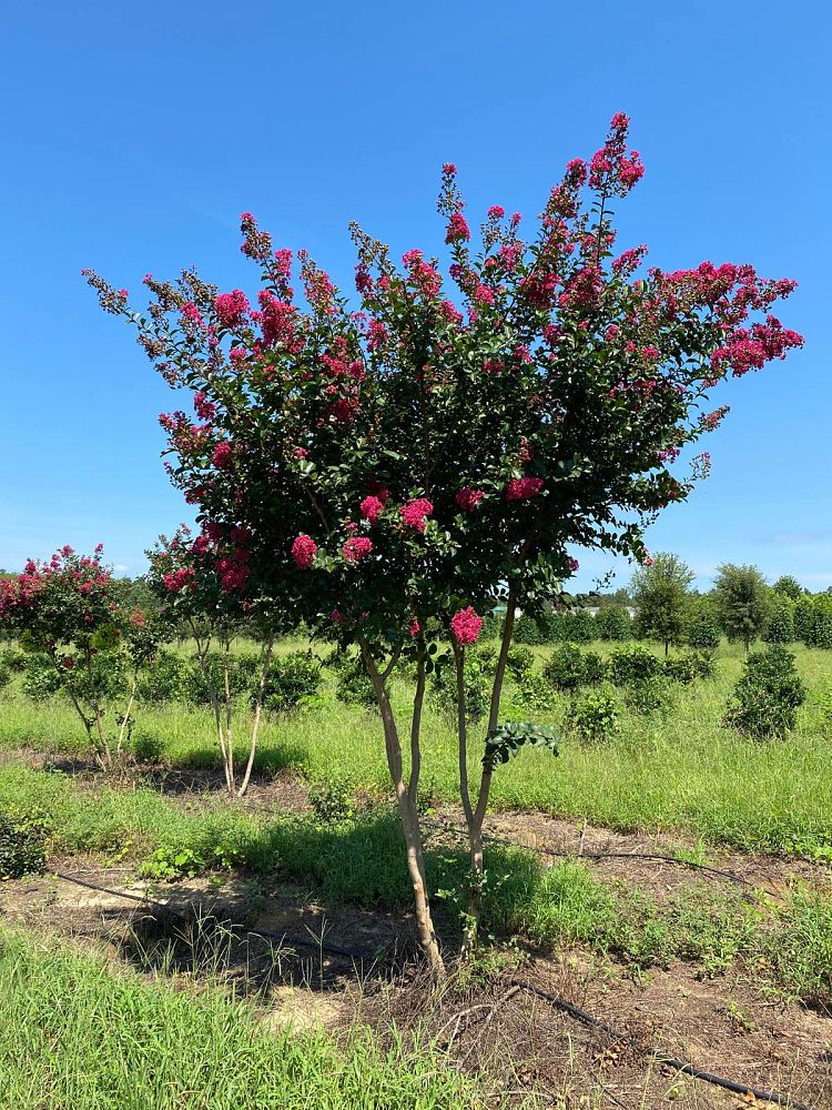 lagerstroemia-indica-tonto-crape-myrtle