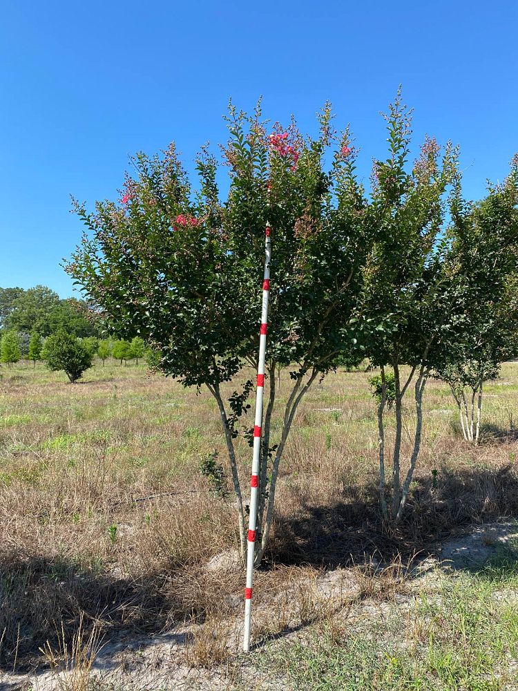lagerstroemia-indica-tonto-crape-myrtle