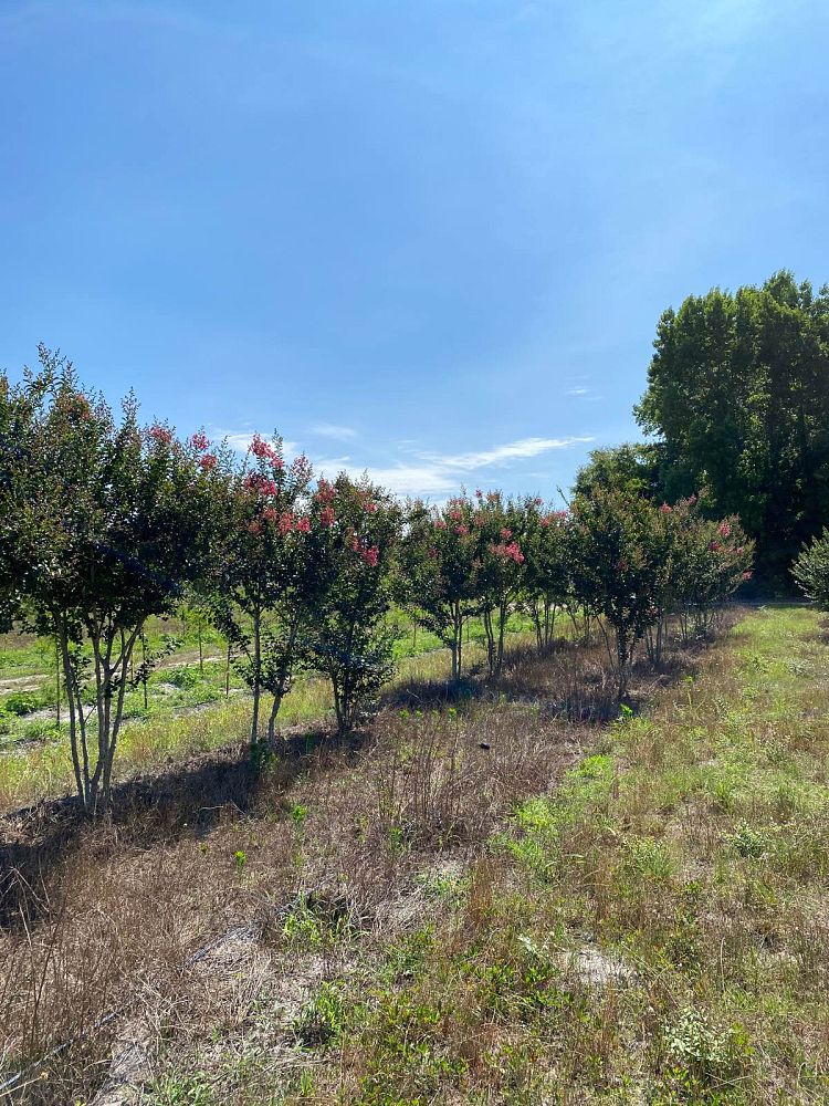 lagerstroemia-indica-tonto-crape-myrtle
