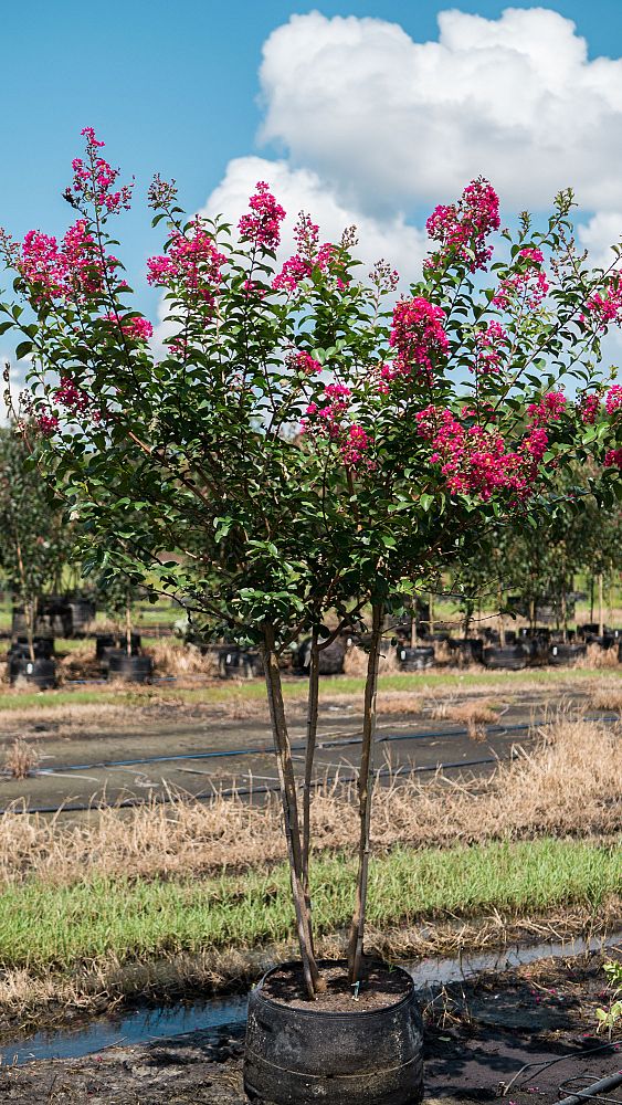 lagerstroemia-indica-tonto-crape-myrtle