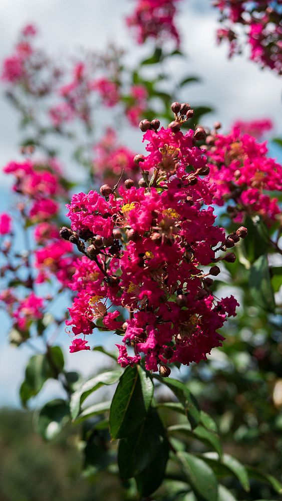 lagerstroemia-indica-tonto-crape-myrtle