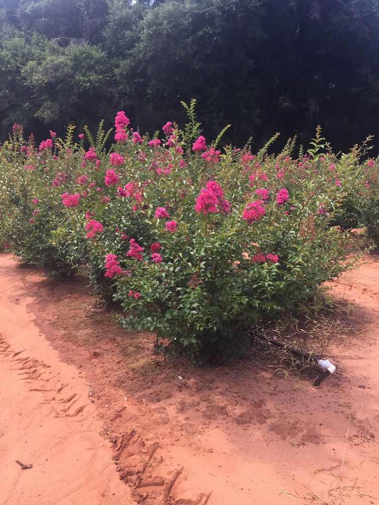 lagerstroemia-indica-tonto-crape-myrtle