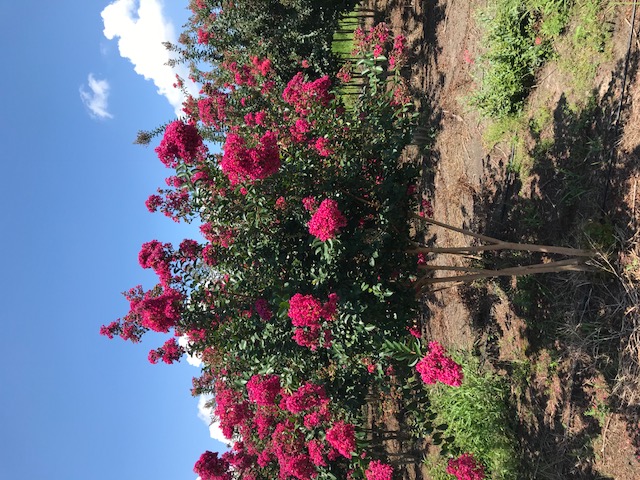 lagerstroemia-indica-tonto-crape-myrtle