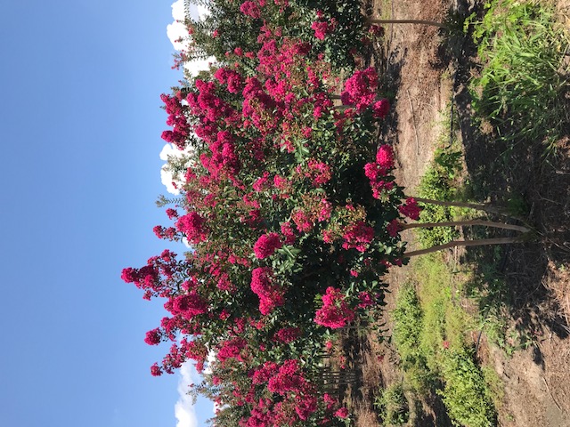 lagerstroemia-indica-tonto-crape-myrtle