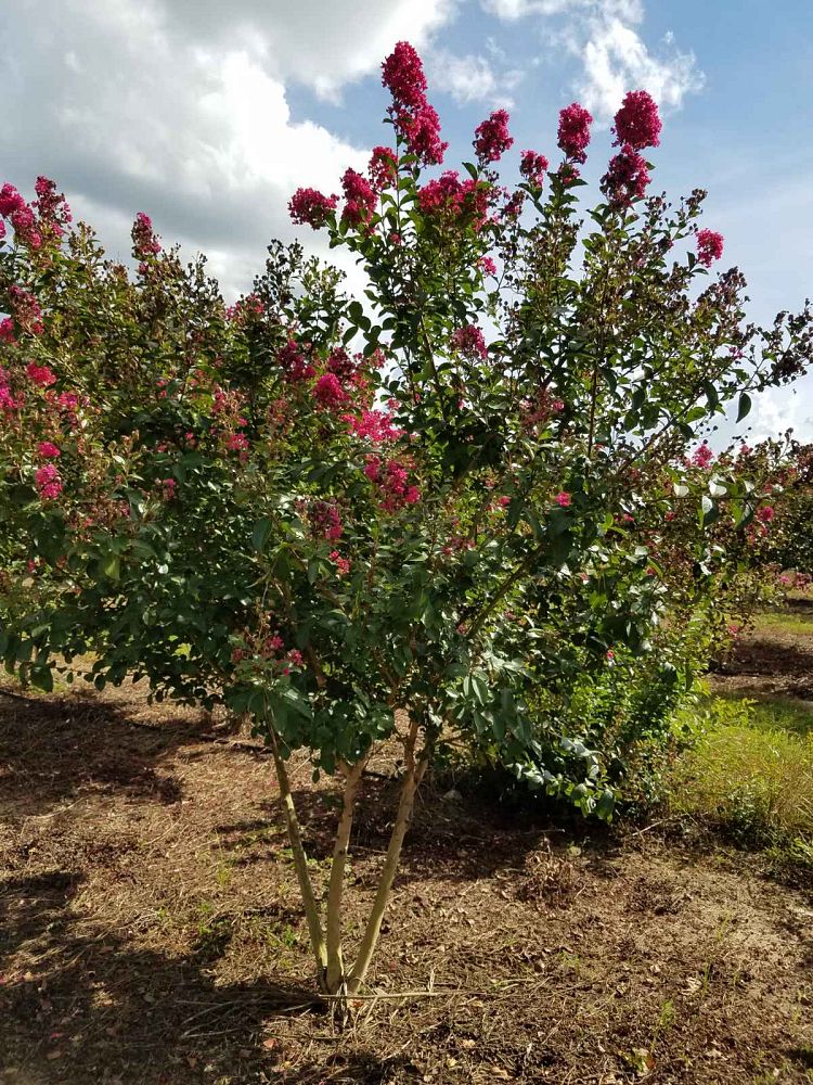 lagerstroemia-indica-tonto-crape-myrtle