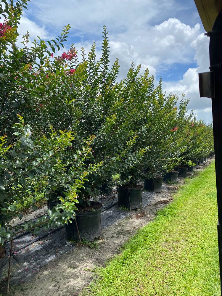 lagerstroemia-indica-tonto-crape-myrtle