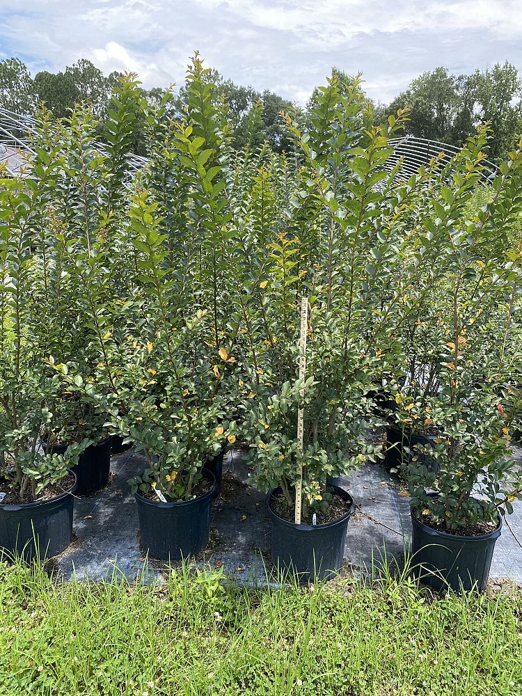 lagerstroemia-indica-tonto-crape-myrtle