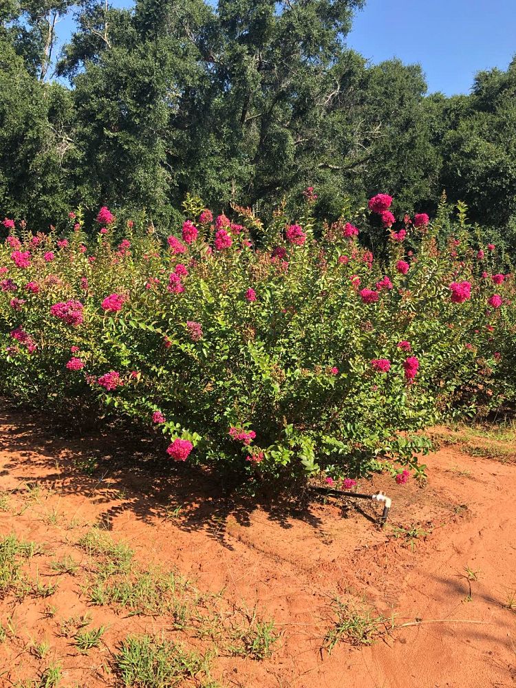 lagerstroemia-indica-tonto-crape-myrtle